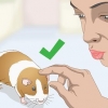 Lavare una cavia