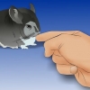 Tenendo un cincillà