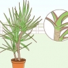 Prendersi cura di una dracaena