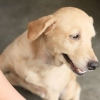 Lenitivo per la pelle secca nei cani