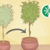 Rinvasare un albero di ficus