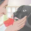 Trattare un dente rotto in un cane