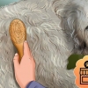 Toelettatura di un goldendoodle