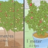 Piantare un albero di melograno
