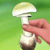 Riconoscere una manite tuberosa verde