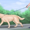 Calmare un grosso cane giocoso