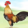Fai smettere di cantare un gallo
