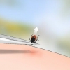 Identificare una zecca di cervo