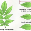 Identificazione di un albero di noce