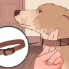Come non addestrare un cane a tirare
