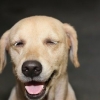 Come impedire a un cane di saltare addosso alle persone
