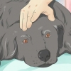 Aiutare un cane morente