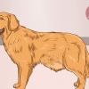 Aiutare un cane a eliminare un blocco nell'intestino