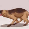 Calmare un cane
