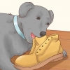 Come fare in modo che un cane smetta di mangiare terra