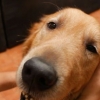 Massaggiare un cane