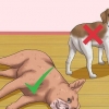 Strofinare la pancia di un cane