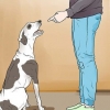 Punire un cane