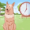 Addestrare un cane a fare pipì fuori