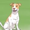 La scelta di un cucciolo di jack russell