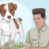 Mantenere un jack russell terrier felice