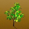 Trapiantare un giovane albero