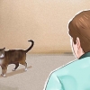 Addomestica un gatto
