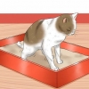 Fare un clistere a un gatto a casa