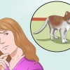 Addestrare un gatto per essere al sicuro fuori ed essere un buon topo