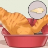 Come curare un gatto dalla stitichezza