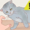 Tenendo un gatto