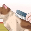 Prendersi cura di un gatto