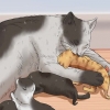 Allevare un gattino