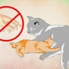 Far amare l'acqua a un gattino