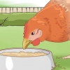 Curare un pollo dall'angoscia di posa