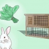 Insegna a un coniglio a venire quando lo chiami
