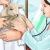 Allattare un agnello con il biberon