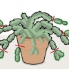 Potare un cactus membro