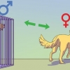 Calmare un cane maschio quando una femmina è in calore