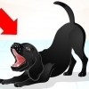 Addestrare un labrador dispettoso