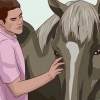 Insegna a un cavallo