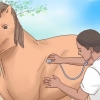 Fai arrivare un cavallo