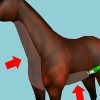 Radere un cavallo