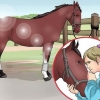 Grattare lo zoccolo di un cavallo