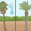Pianta una palma