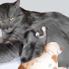 Dare da mangiare a un gattino appena nato
