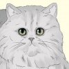 Identificazione di un gatto persiano