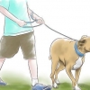 Allevare un pitbull