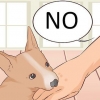 Come impedire a un cucciolo di mordere