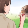 Addestrare un cucciolo a camminare al guinzaglio